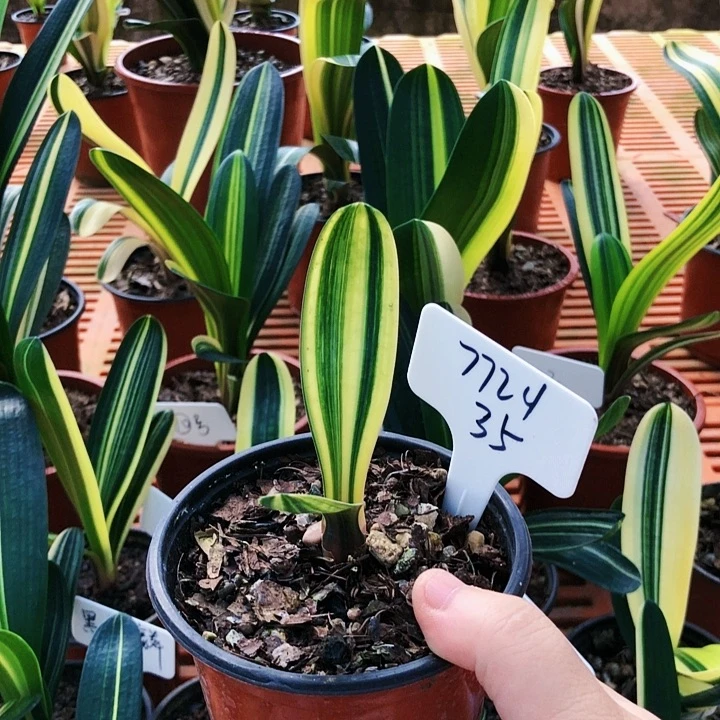 【闪购商品】用****3