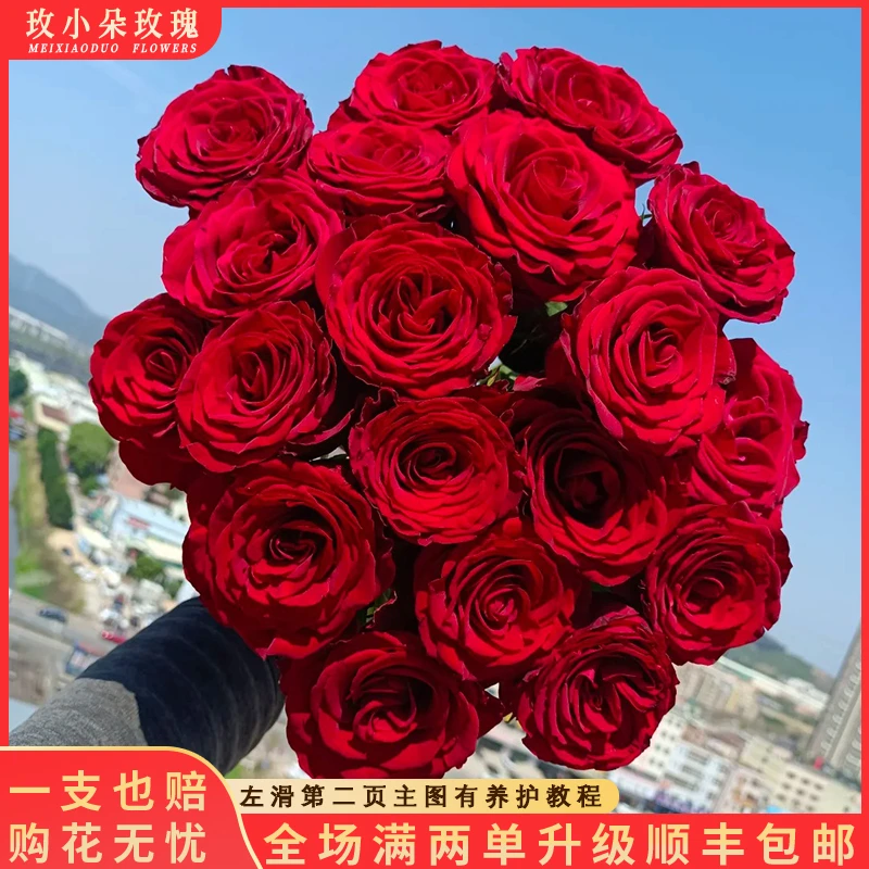 【气场&高原红】花期持久 产地直发 一单韵达两单顺丰