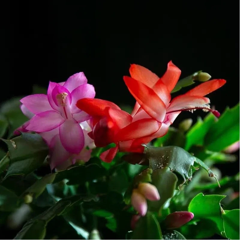 【双色蟹爪兰】重瓣花卉带花苞绿植盆栽