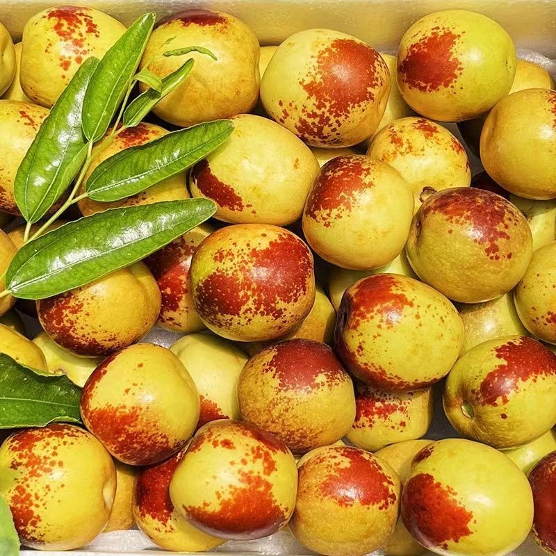 【大荔冬枣】正宗陕西大荔冰糖冬枣现摘现发脆甜多汁新鲜水果