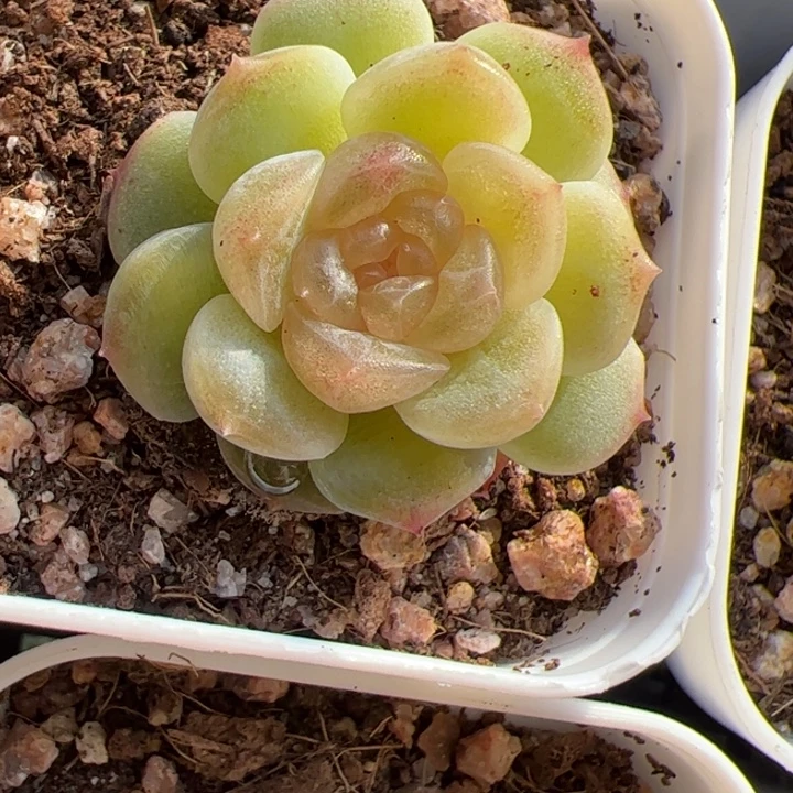 一物一拍精品糖心，尺寸不大介意勿拍