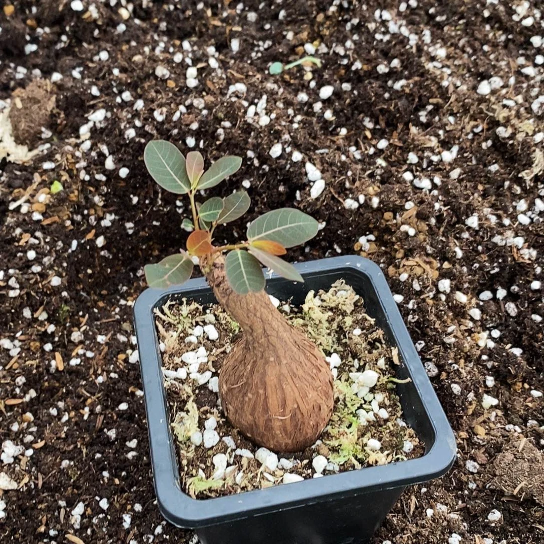 奇异油柑一物一拍
