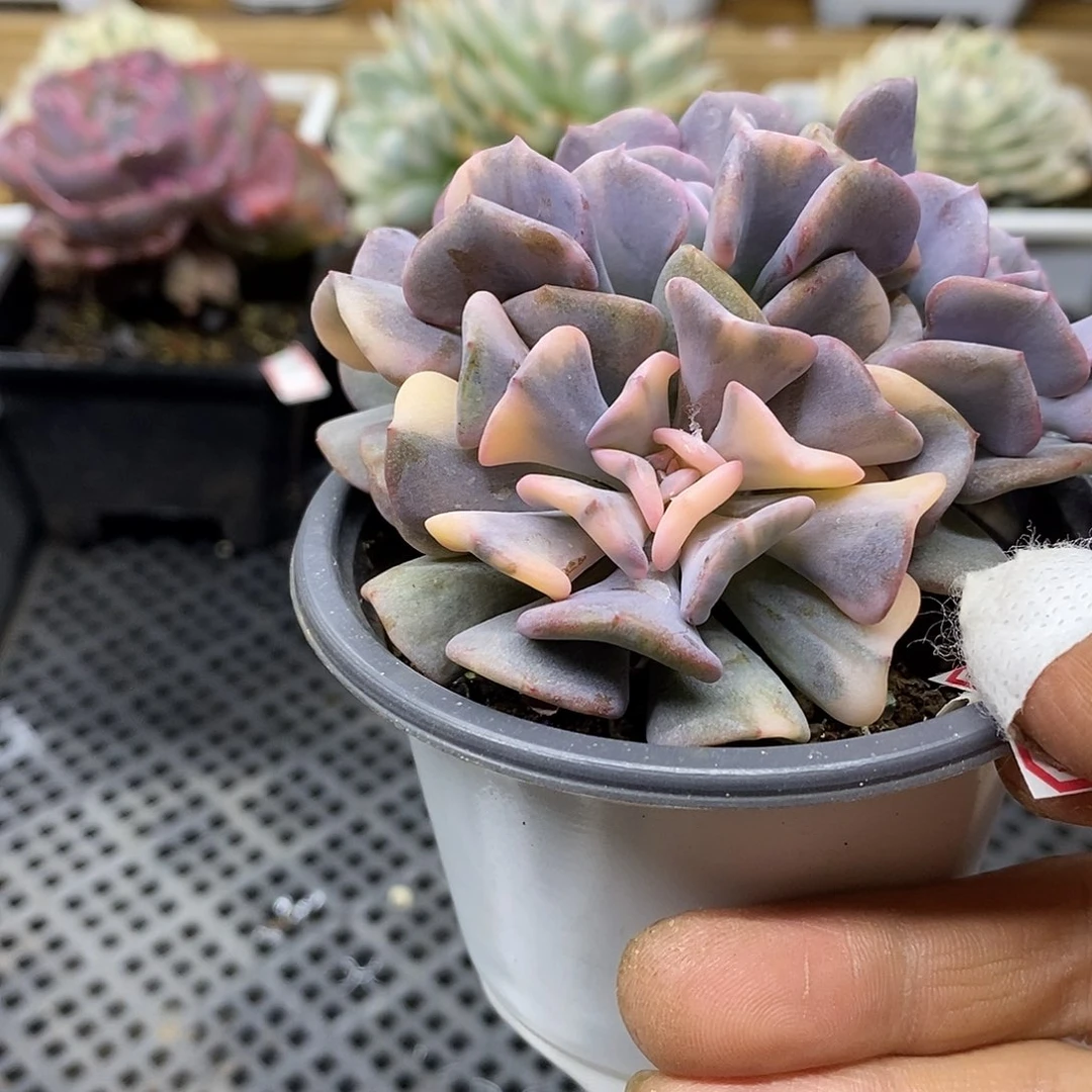 1462 雪精灵花脸锦 需延时发货