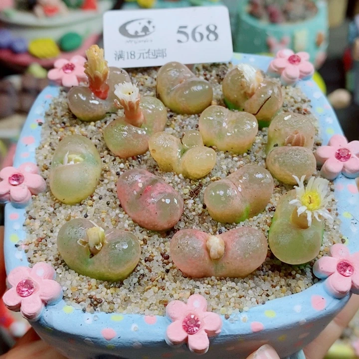 生石花花花花花开了568