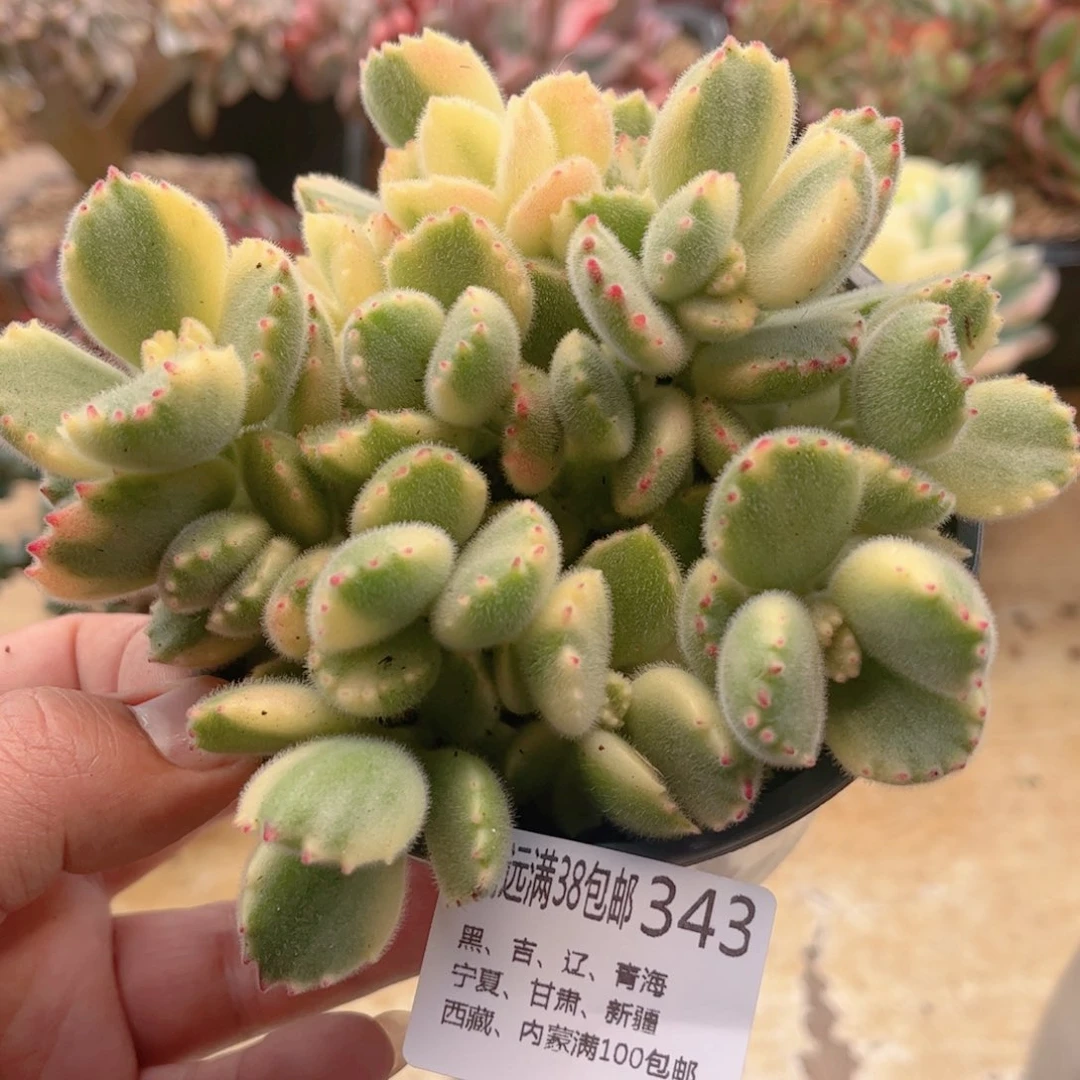 343白熊德华多肉