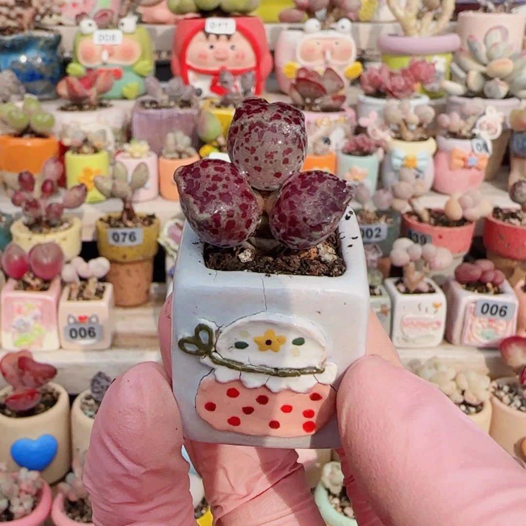 可爱粉丸海豹 盆口2.5cm