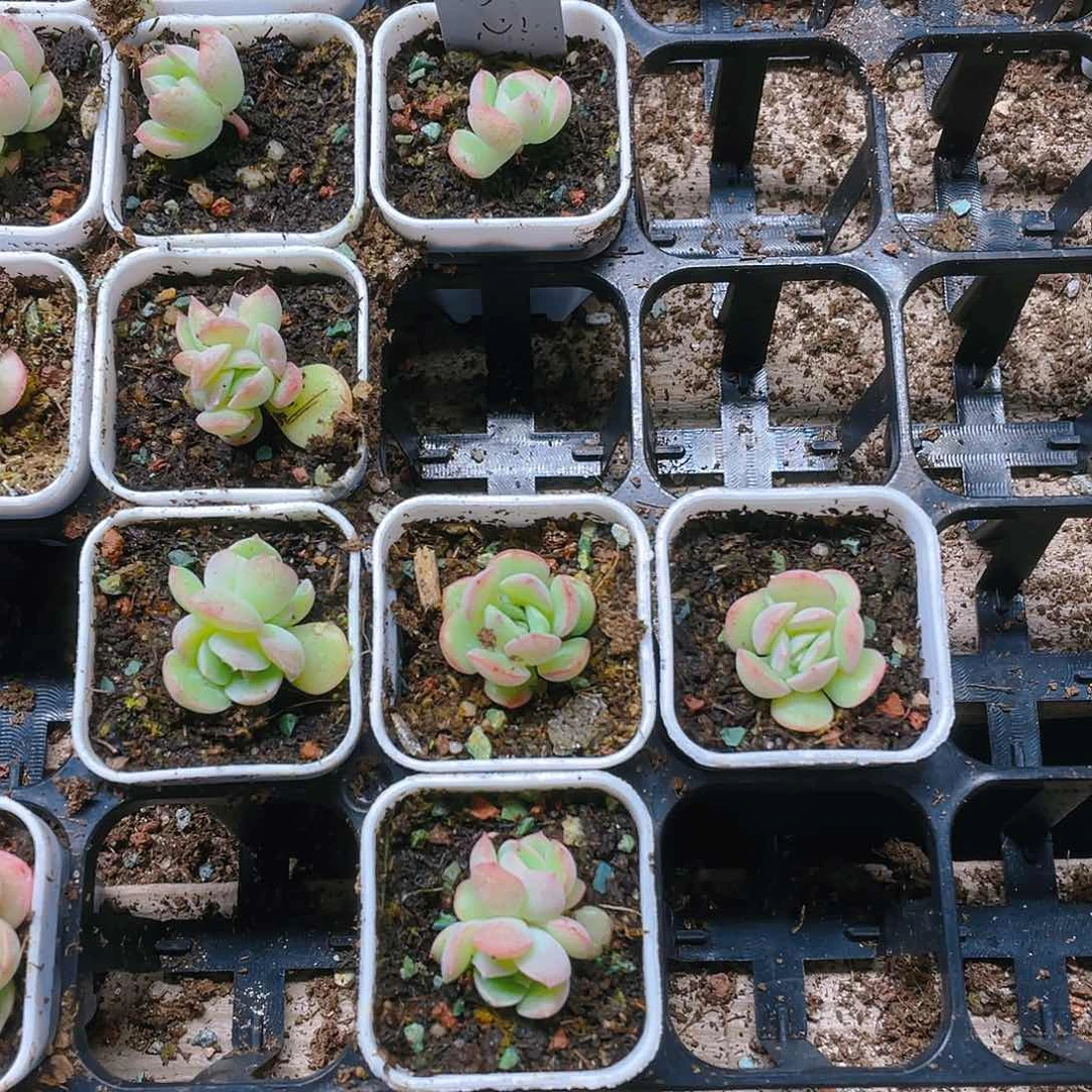 琴心 中盆一个满25包邮