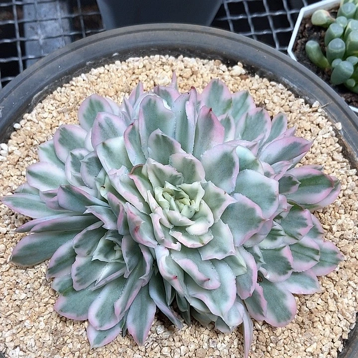 紫蝴蝶锦多肉植物
