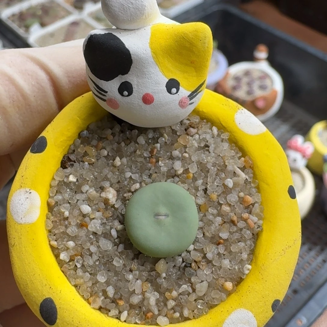 0928-011连盆带花小红嘴