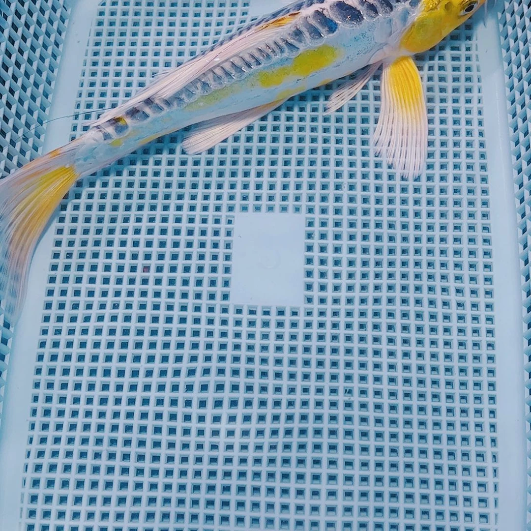 海水鱼锦鲤观赏鱼181