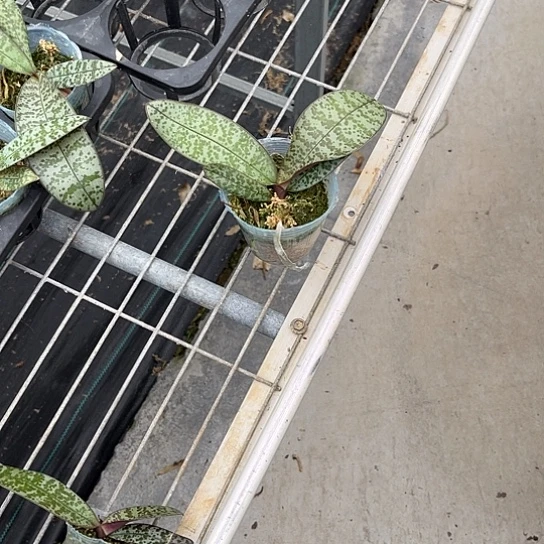 完全开放405西根少2.5寸