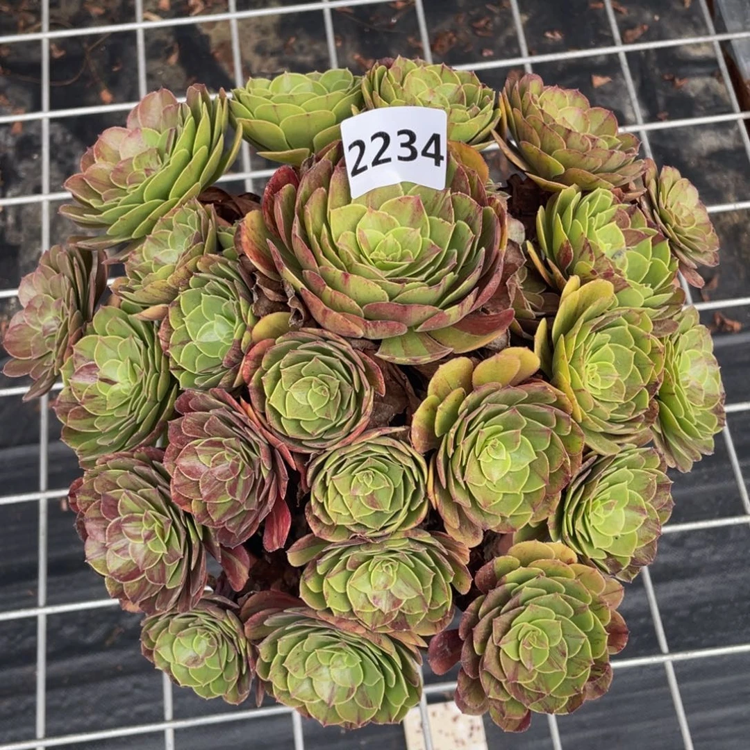 花月夜2234号多肉植物