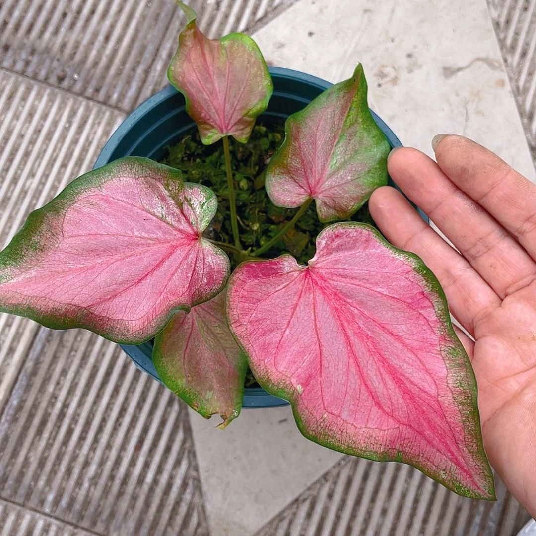 完全开放泰彩一物一拍4187