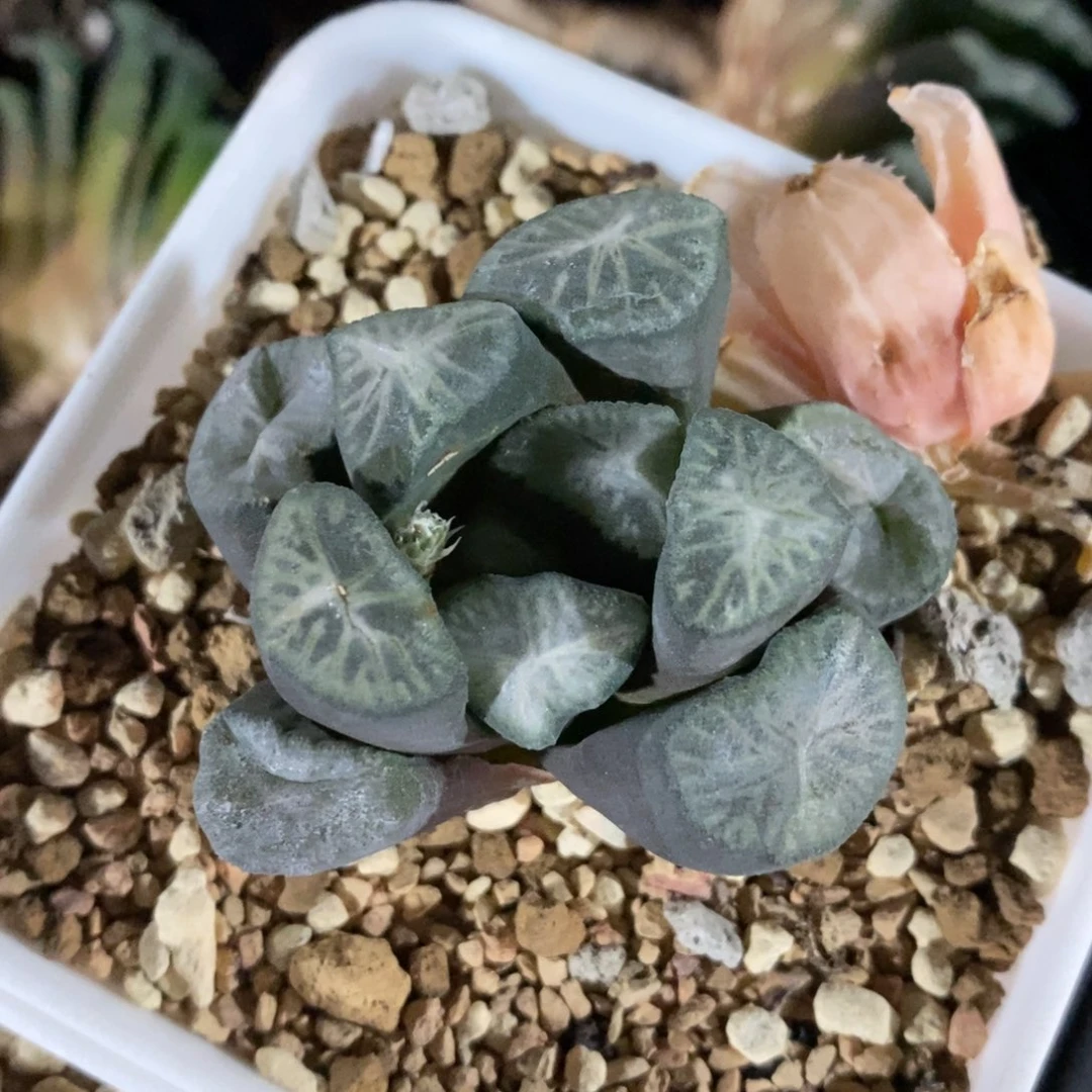 一颗优选实生万象