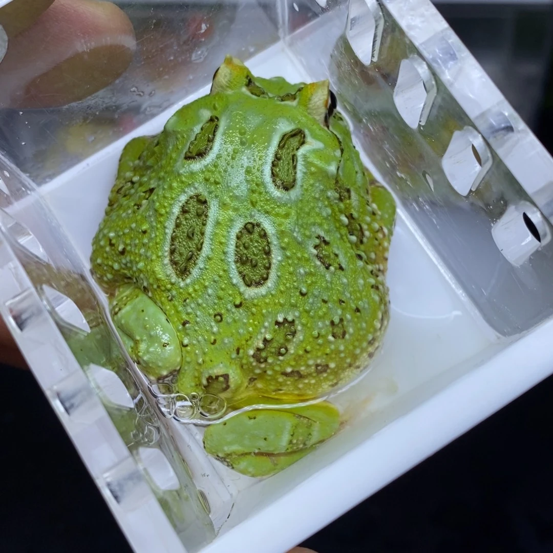 角蛙发出不退换南美角蛙编号20