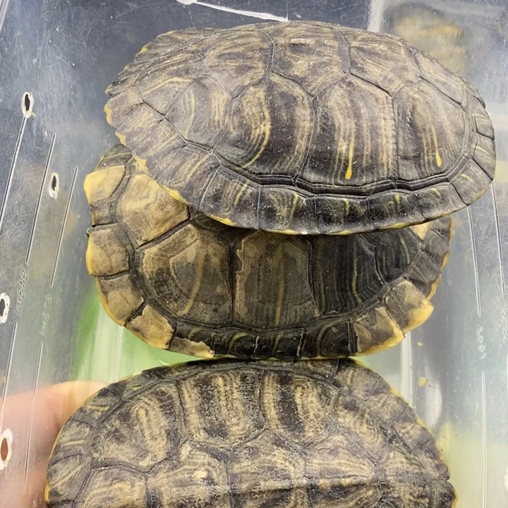 巴西彩龟母666666666