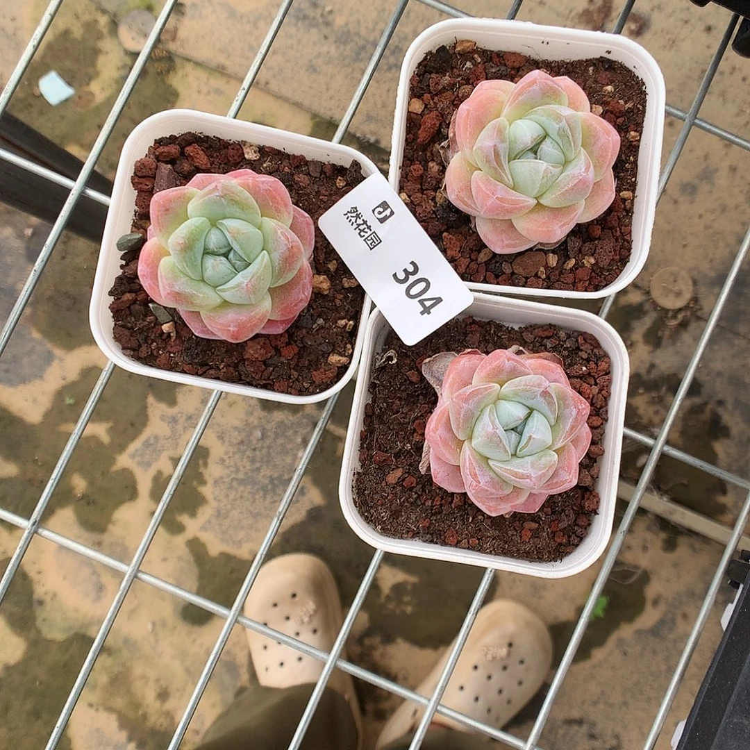 304冰玉3颗多肉植物666