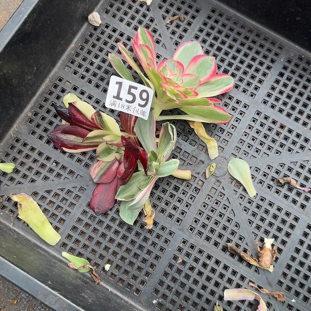 159伯爵桃花坞恶魔之眼砍头