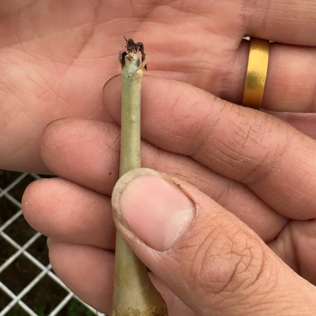 腾****?安哥拉葡萄瓮多肉植物