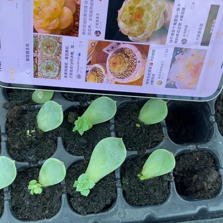 黄琉璃芽苗一个多肉