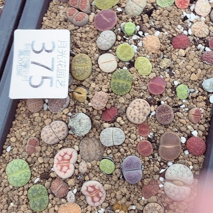 是一个不想被束缚到自己375