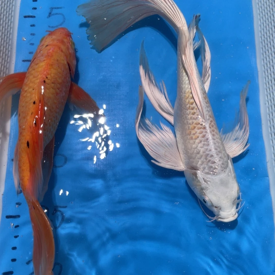 锦鲤锦鲤包邮包售后