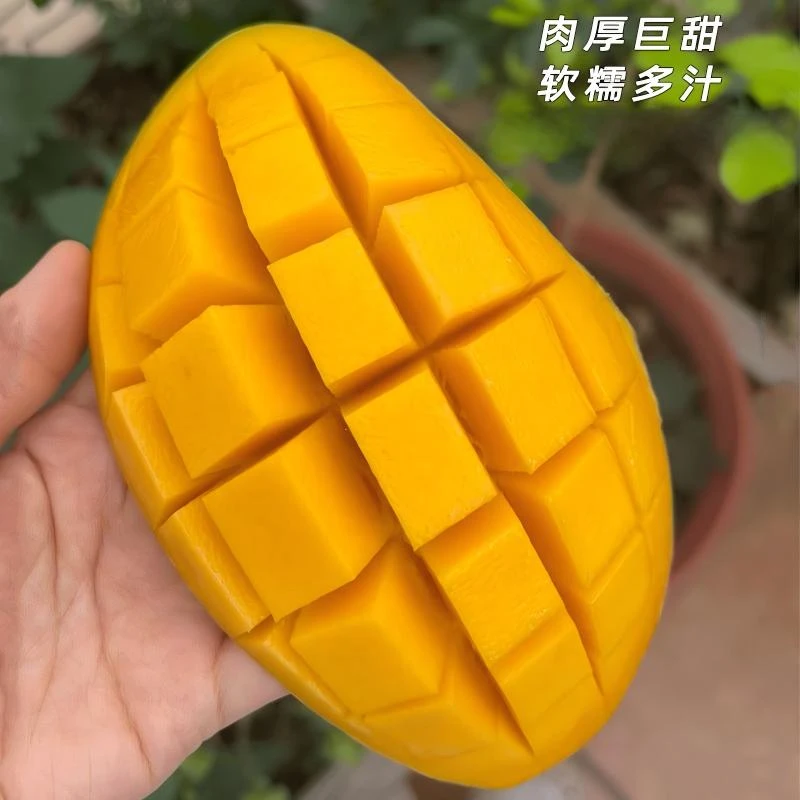 广西金煌芒果大青芒新鲜水果应季水果 净重4.5/8斤D