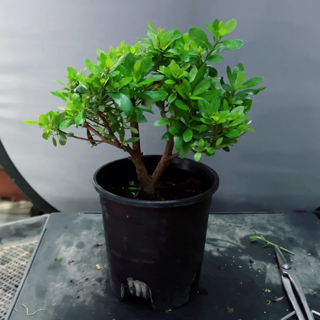 可***…无花朵盆景皋月杜鹃3235