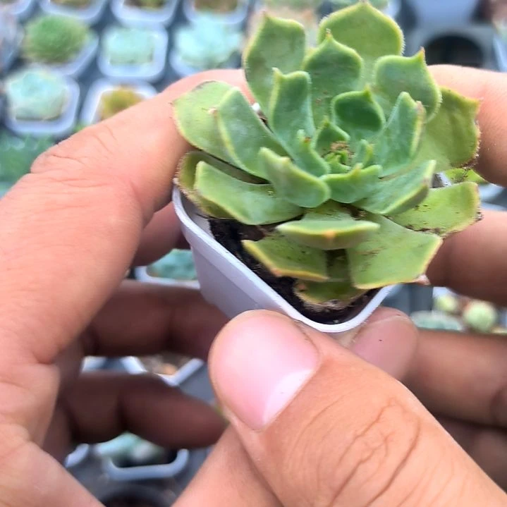 棕玫瑰，满5元包邮