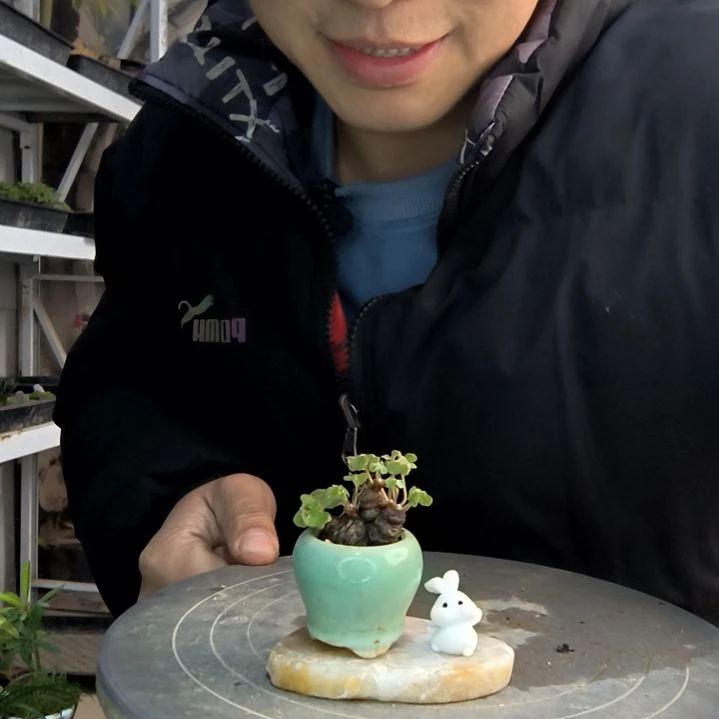 海***呀小盆景小植物一物一拍118