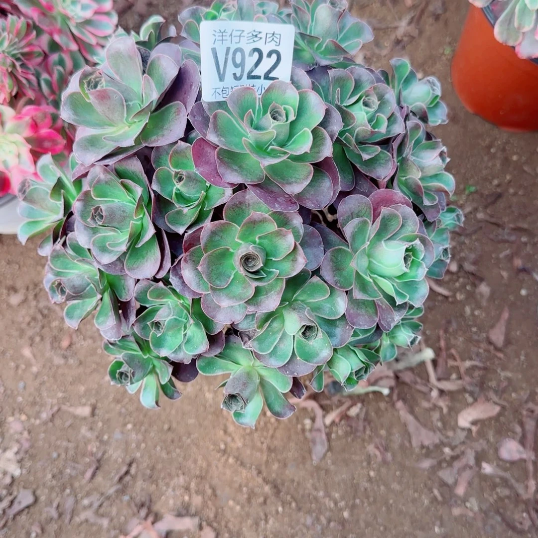 魅金玫瑰发师922冠幅20