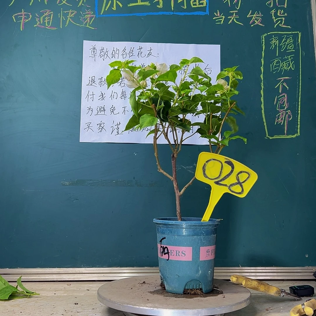 当前无花栽培后可以开花开播 暗斑丽人有瑕疵 028