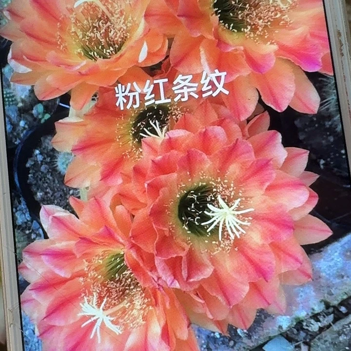 粉红条纹侧芽5公分左右毛花柱（20包邮）