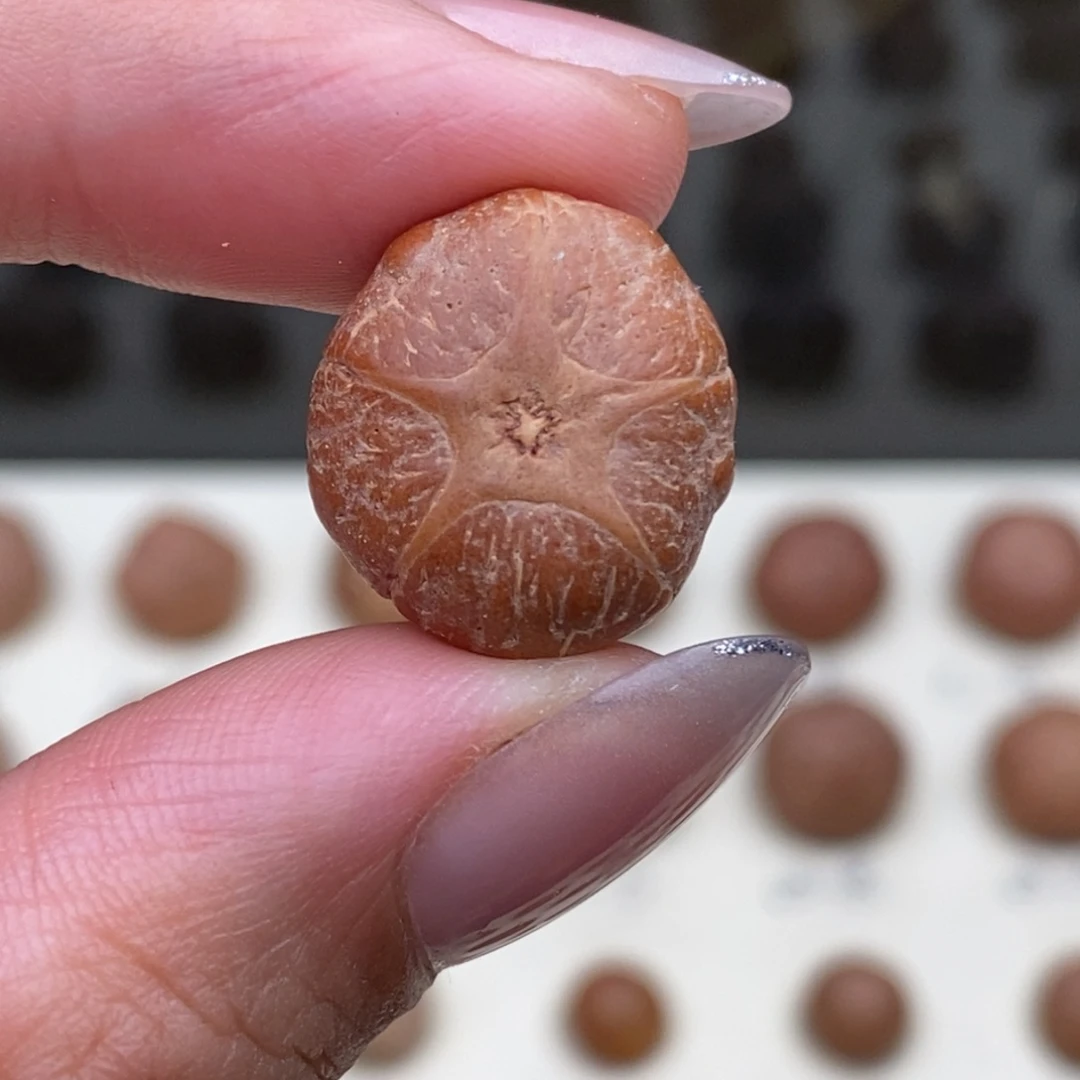 吊坠凤眼菩提五星