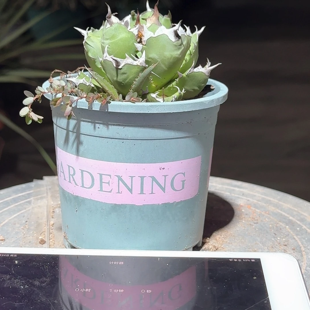 吉***赵无花朵姬仁王冠龙舌兰