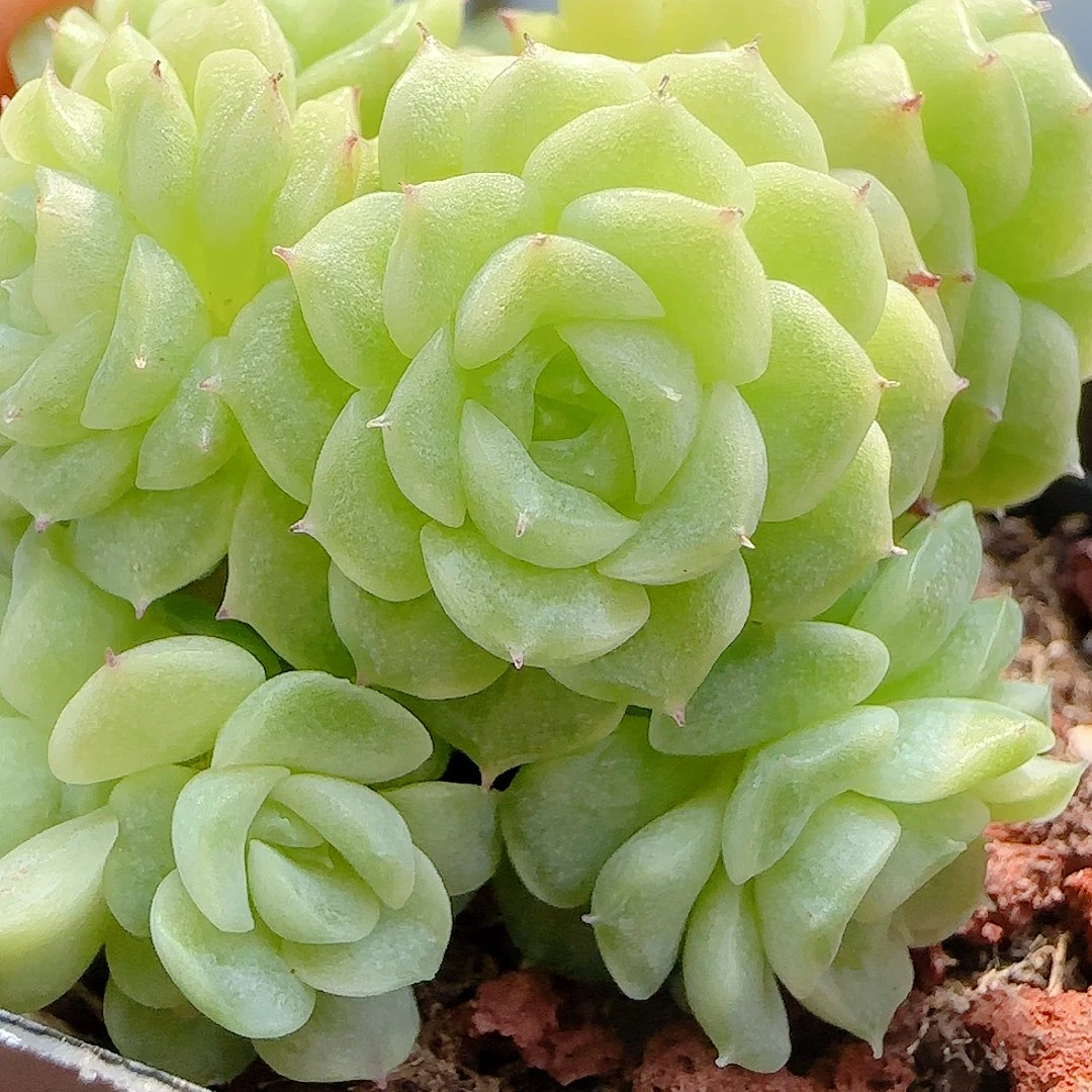 【闪购商品】0902-27圆脸优选麦杆