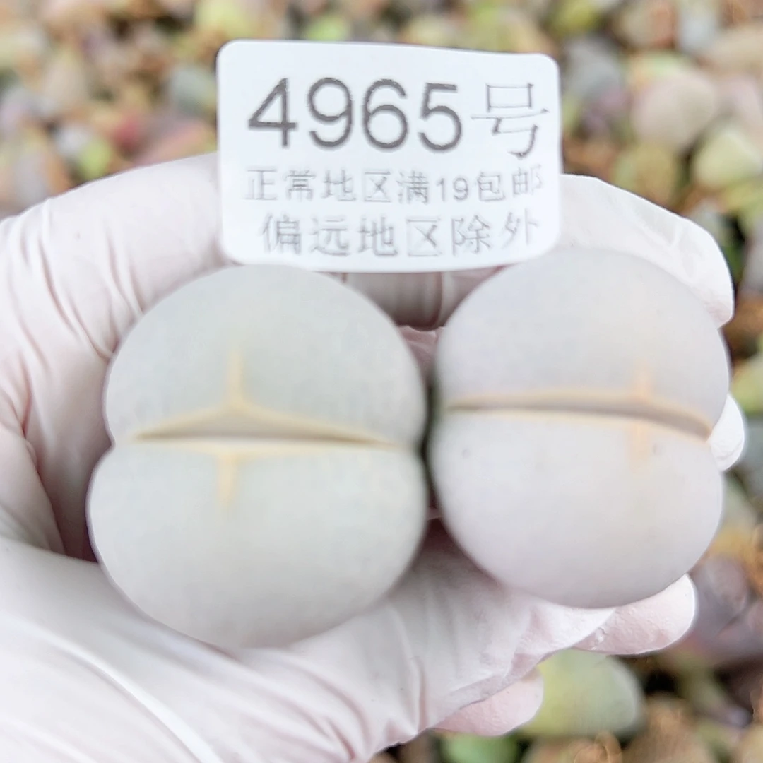 4965五年高尔夫两颗3cm