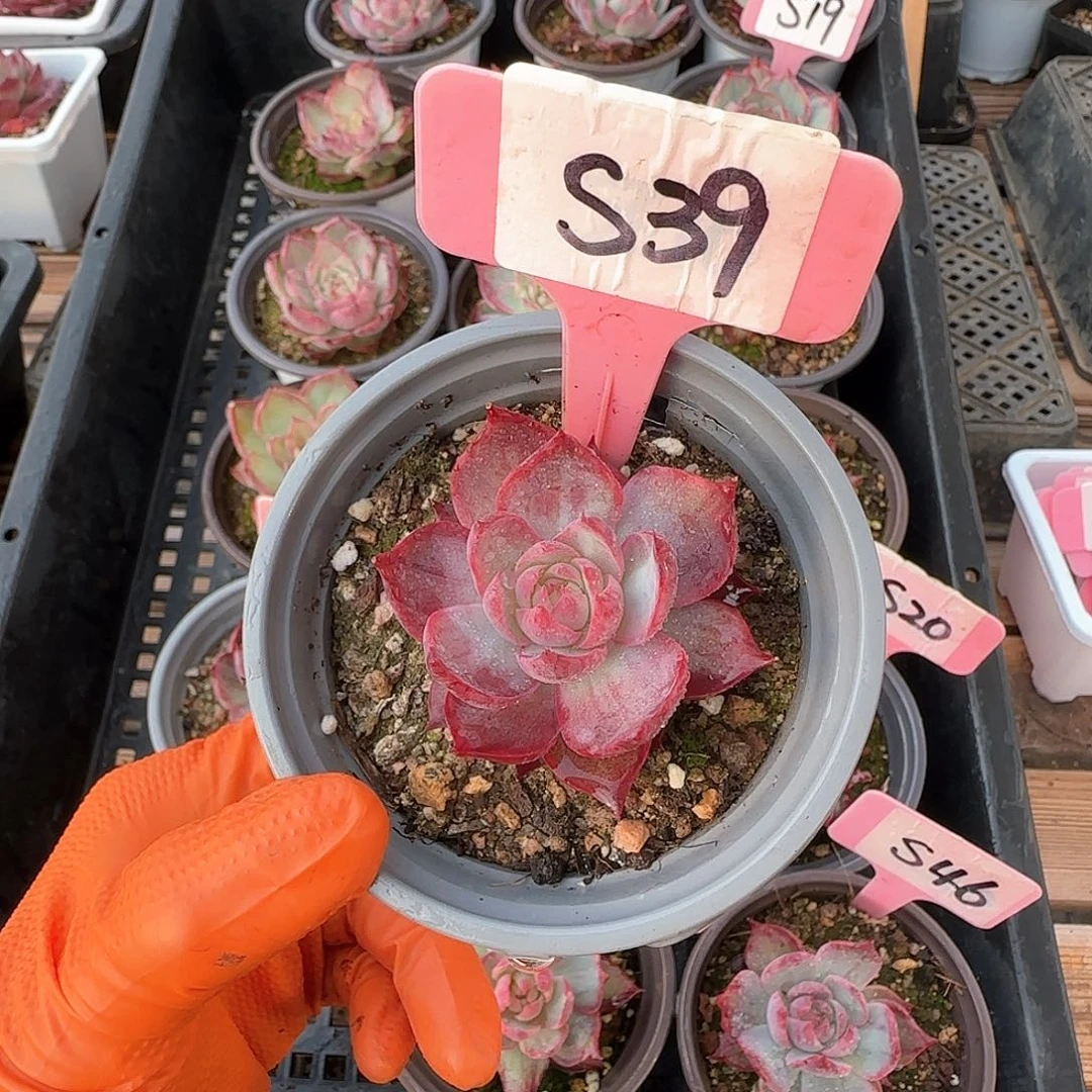 l****贝S39惊鸿单头多肉