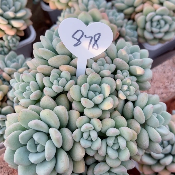 878泡泡平平安安健健康康