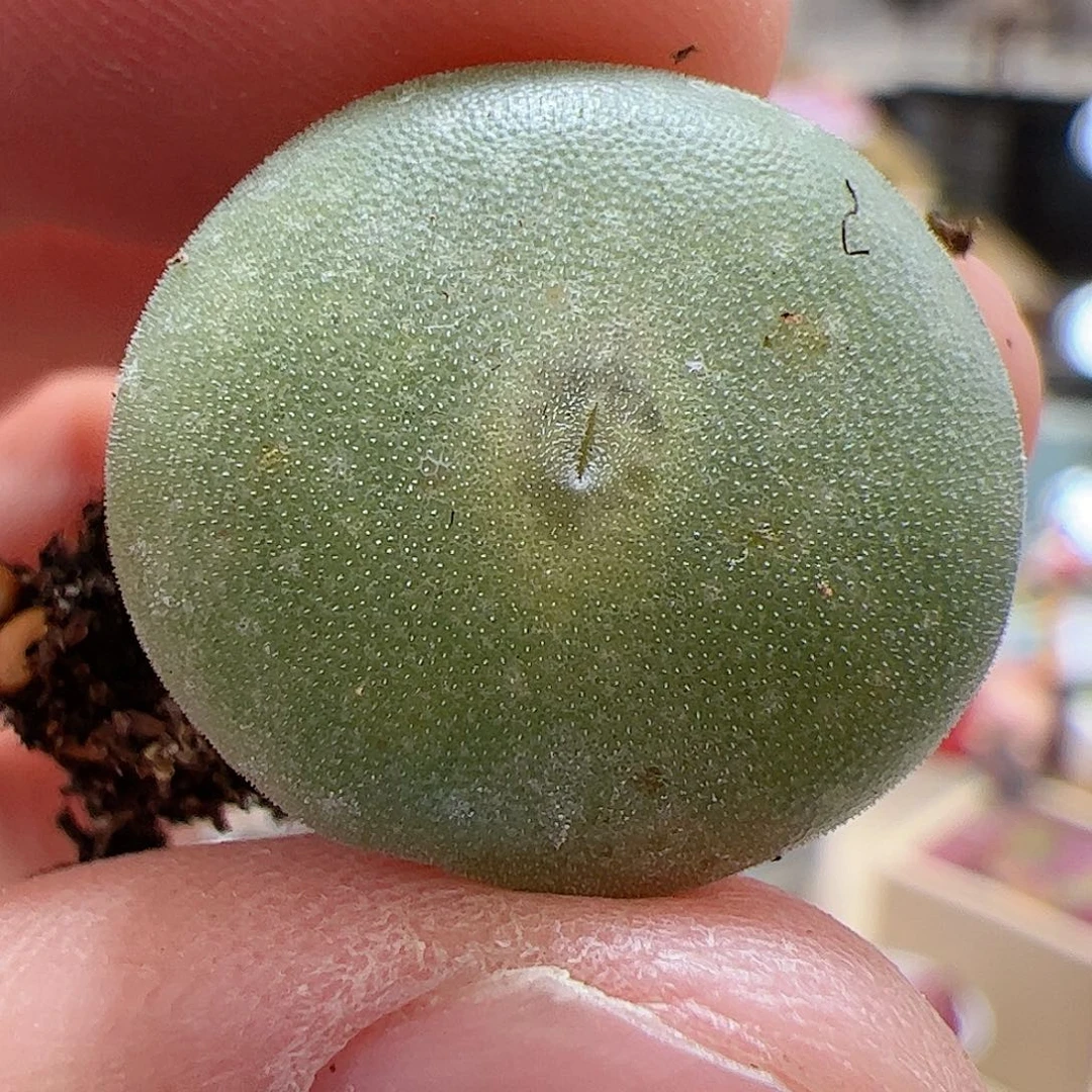 【闪购商品】273 毛饼