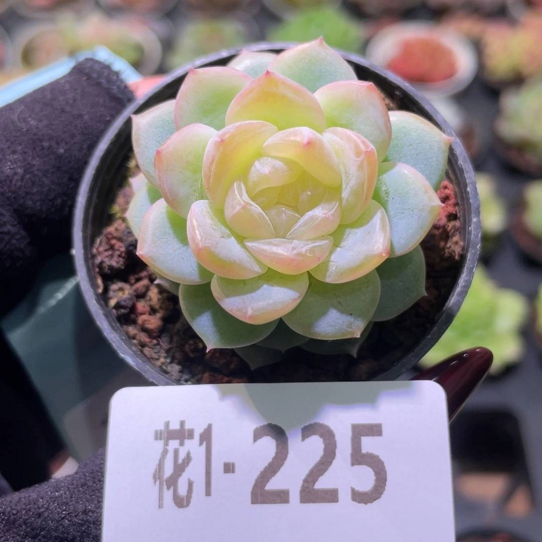 花利美1-225新品单头