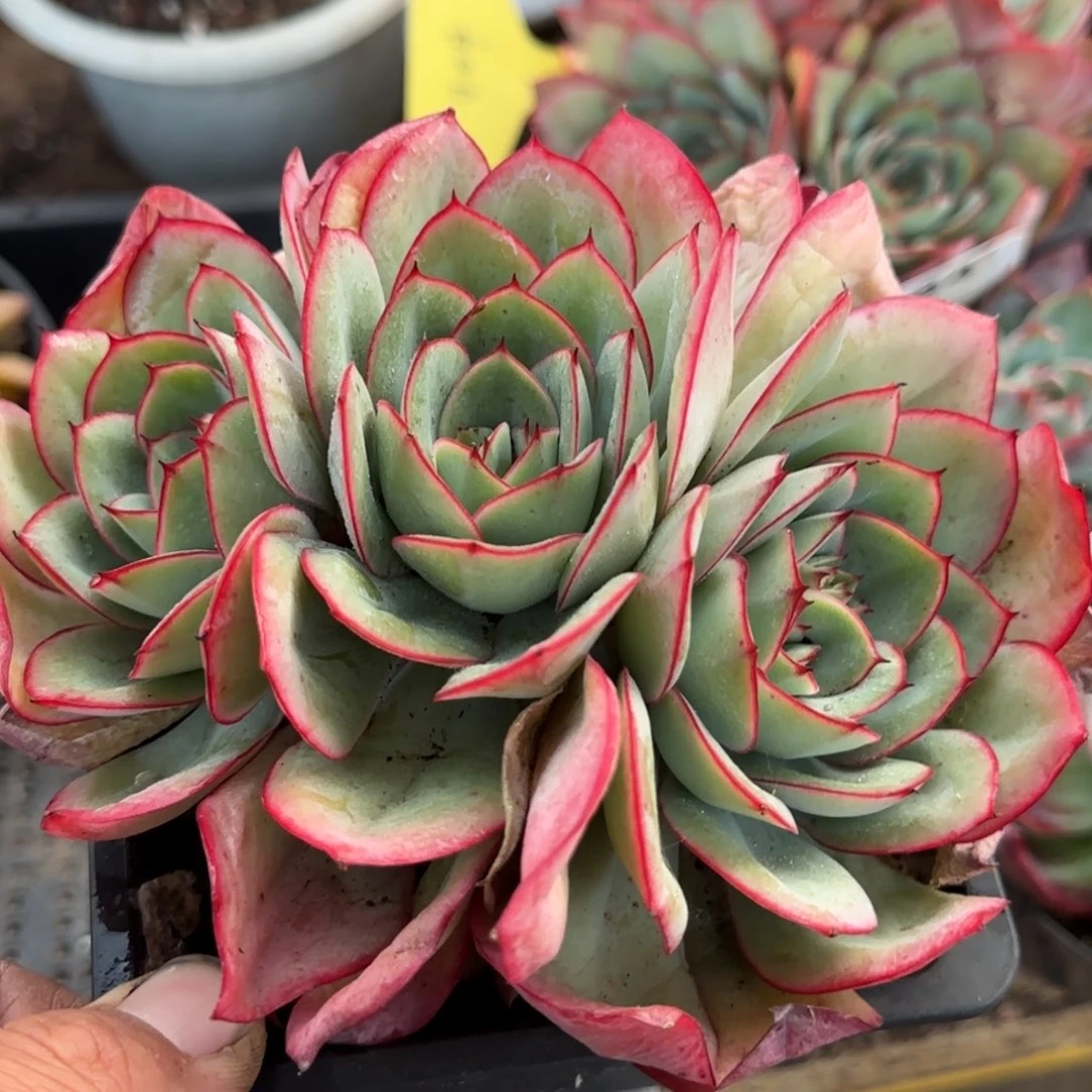 牡丹亭一物一拍包装收缩花旱