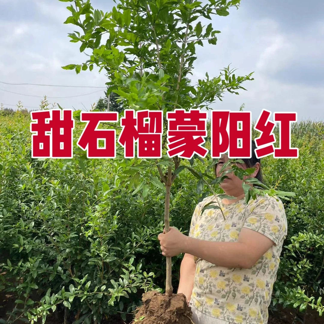 两棵树龄2年苗粗度1.5公分大果甜石榴蒙阳红大红袍软籽耐寒