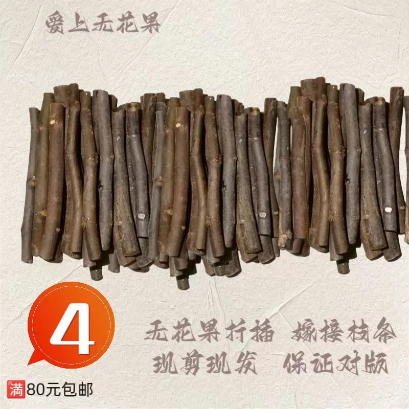 高品无花果扦插 嫁接枝条 现剪现发活性好