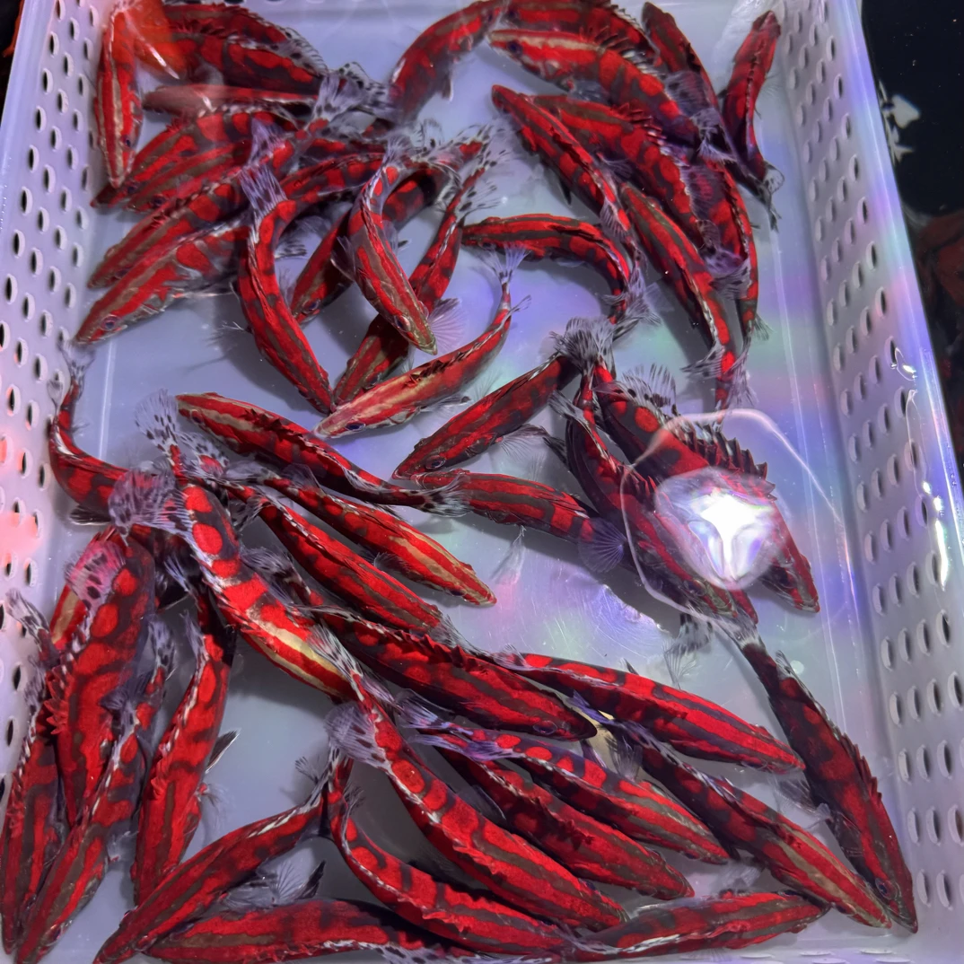 直播现挑红文鳜鱼 量多可吃饲料 中国虎鱼 互动性好 淡水鱼