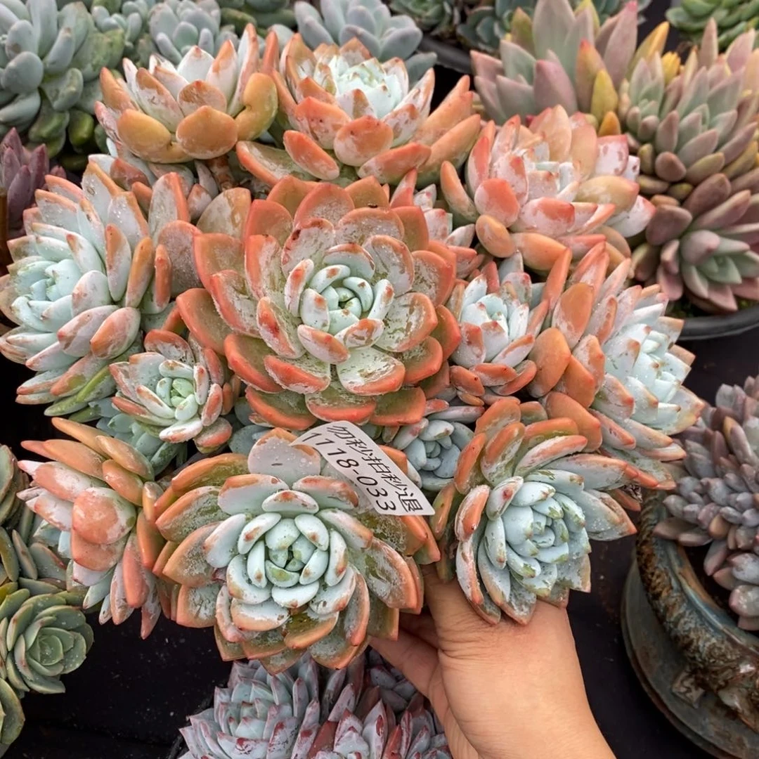 两单包邮1118-33冷香