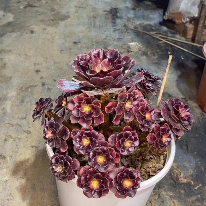 美杜莎多肉植物50