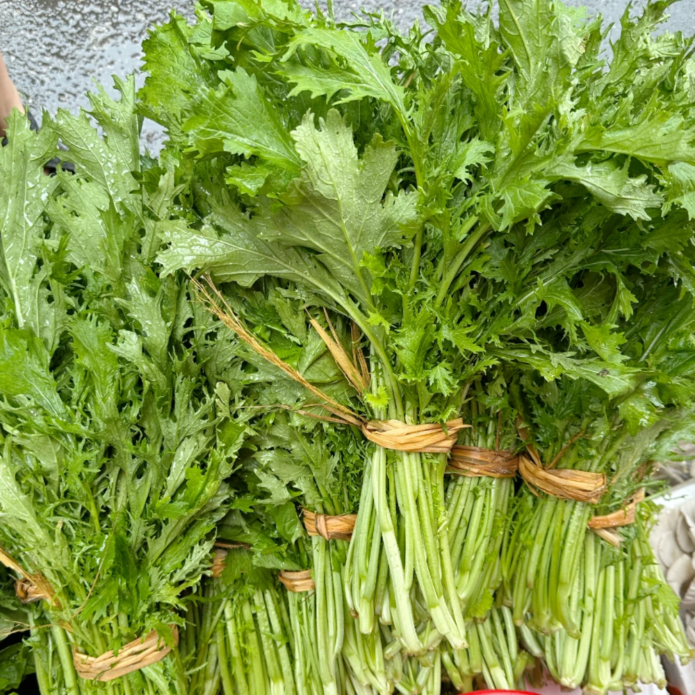 湖南特产正宗雪菜新鲜雪里蕻菜腌制腌菜饭菜农家蔬菜现采新鲜发货
