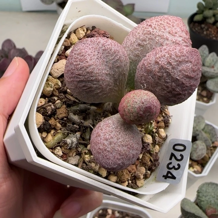 服部系列多肉植物水泡