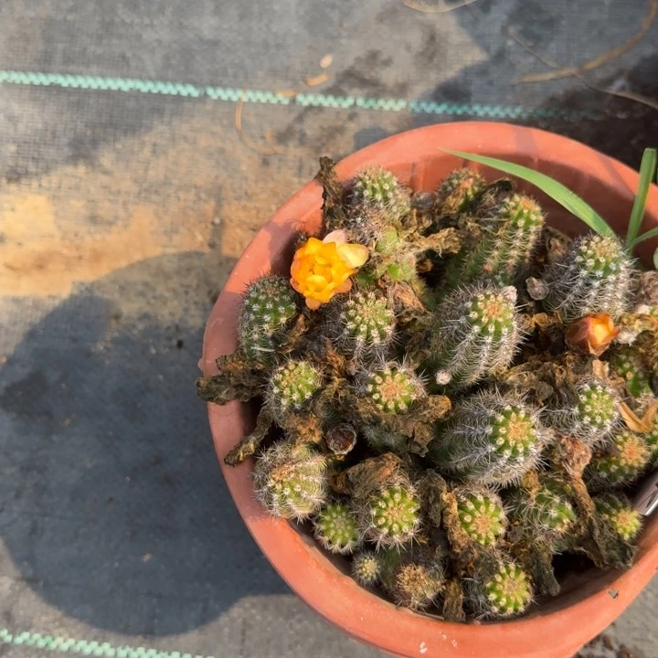 白檀仙人掌冰糕602